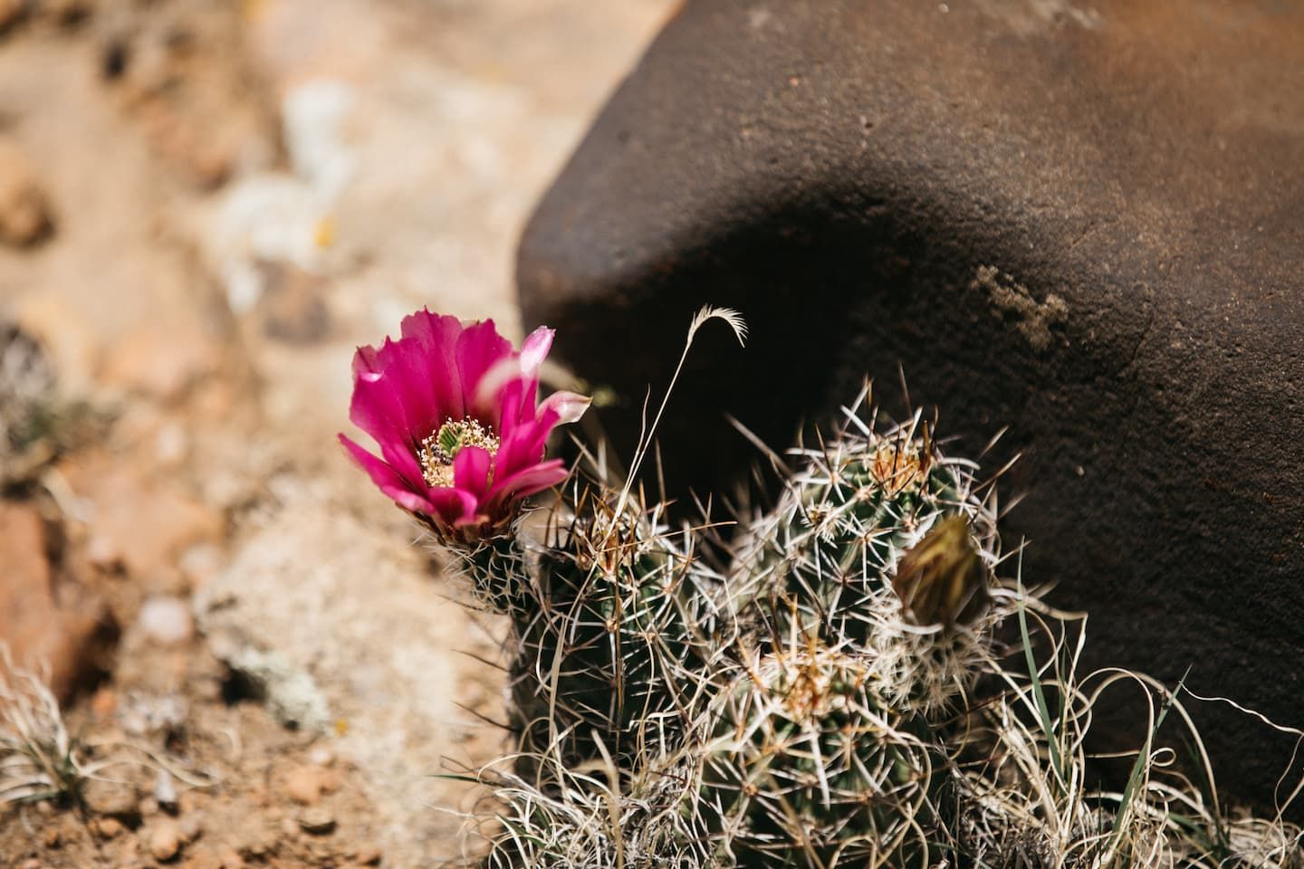 Scenic view of protected conservation lands managed by the Bureau of Land Management, showcasing the beauty of public lands and natural resources.