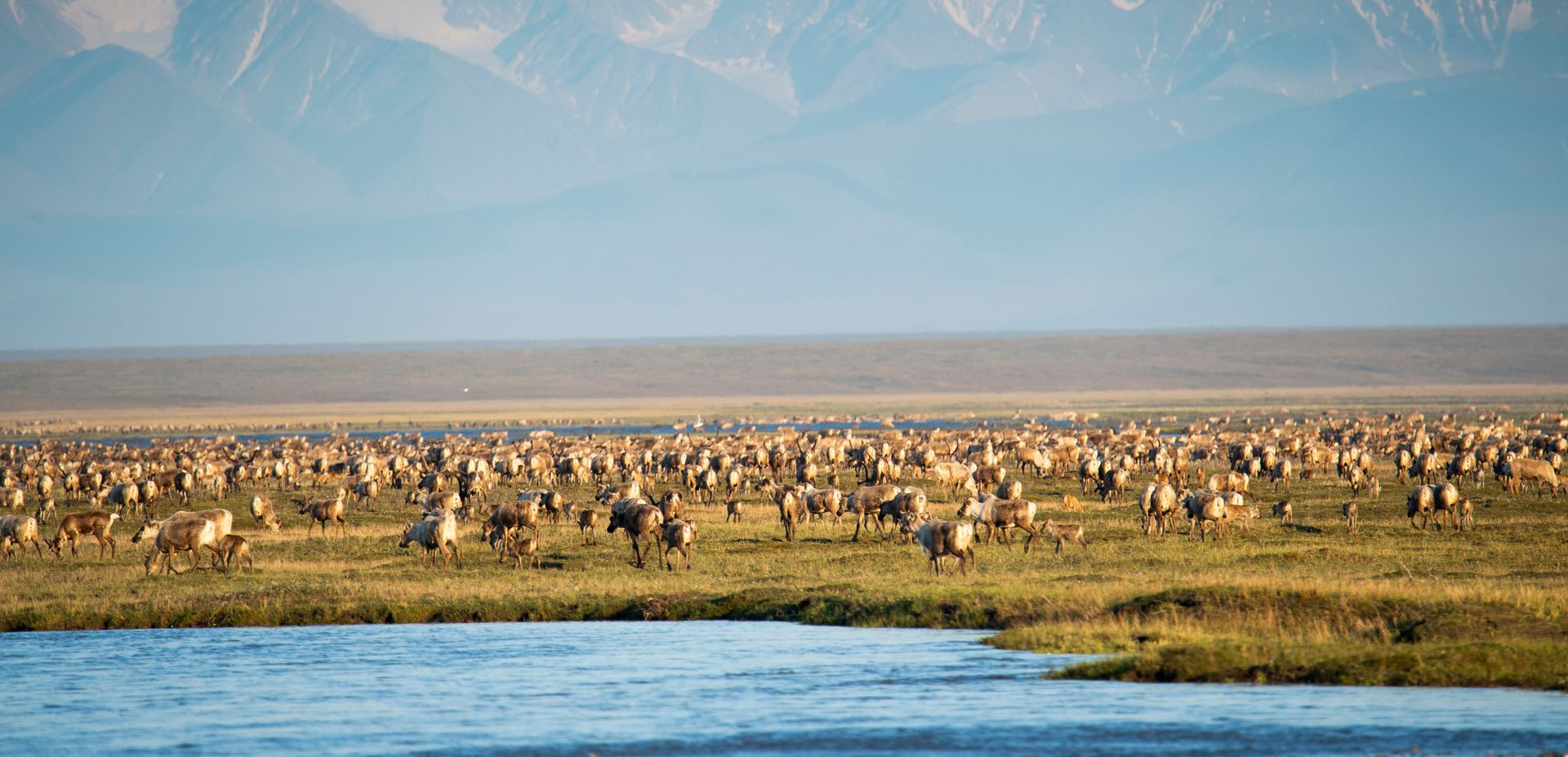 Caribou grazing in the Western Arctic