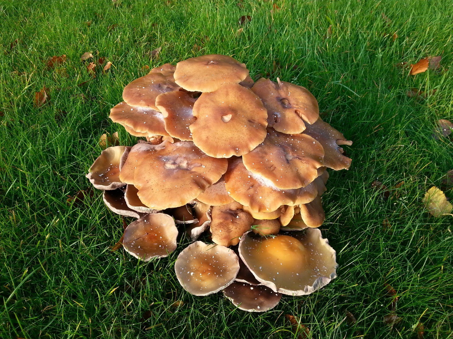 mushrooms on green grass lawn