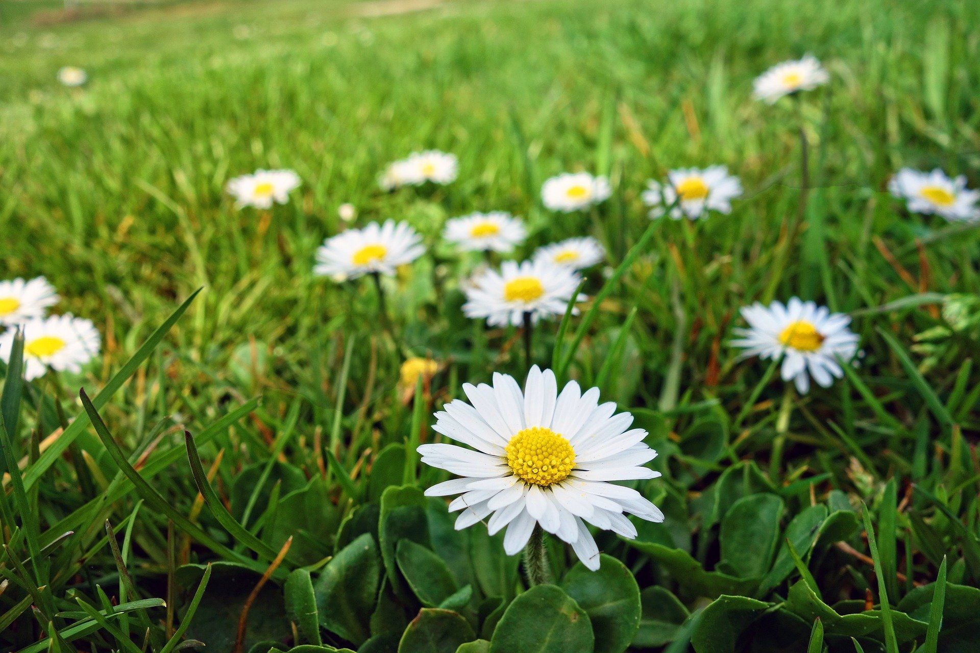 Green grass lawn with daisy weeds
