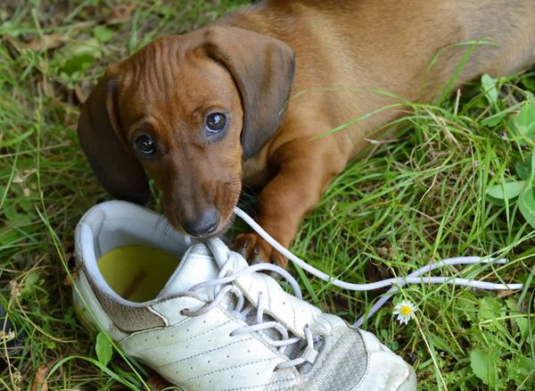 Dog playing with shoe lace