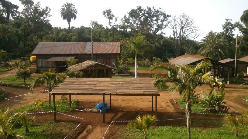 Una casa con techo de paja está rodeada de palmeras.