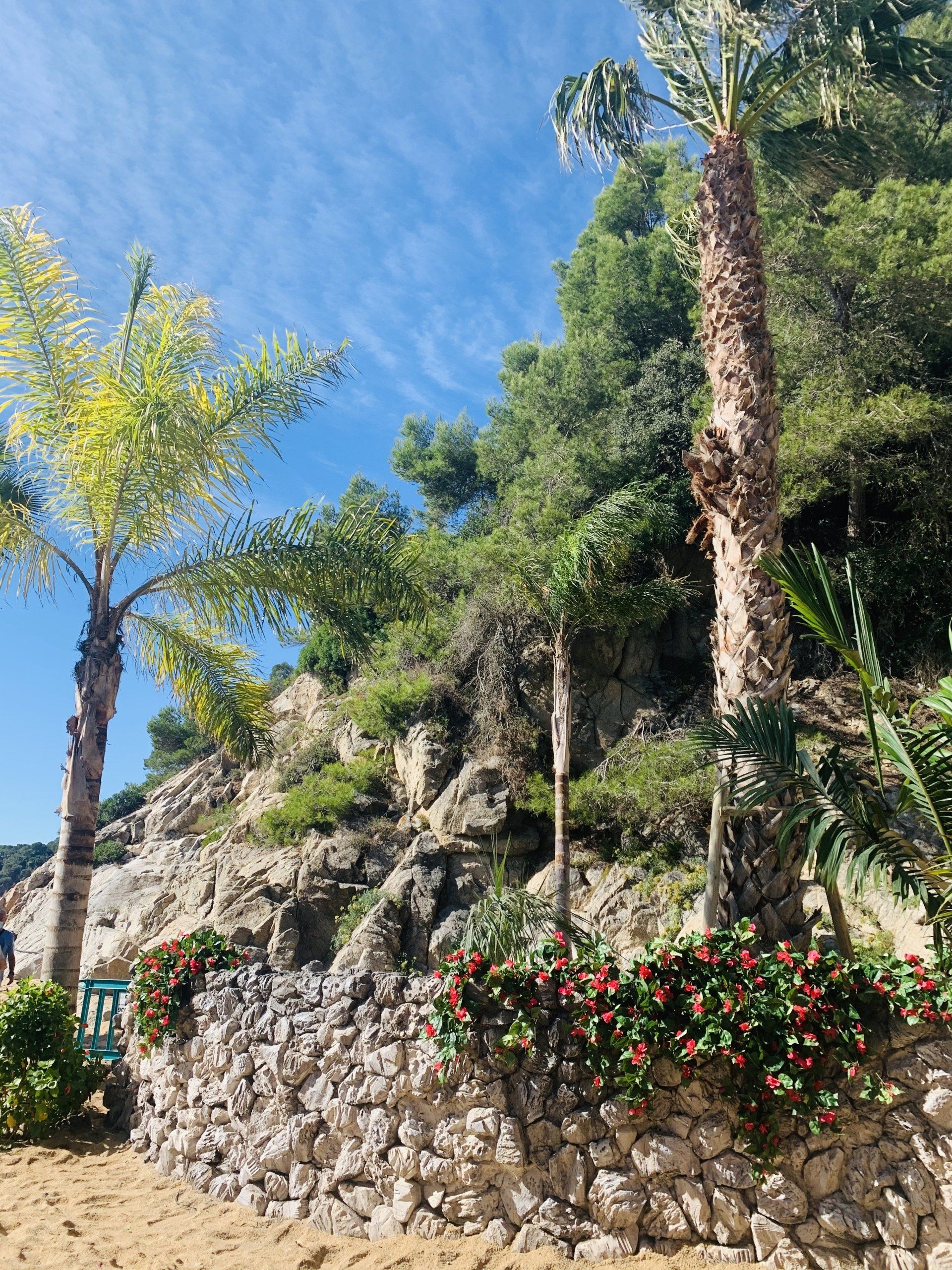 Un par de palmeras junto a una pared de roca en una playa.