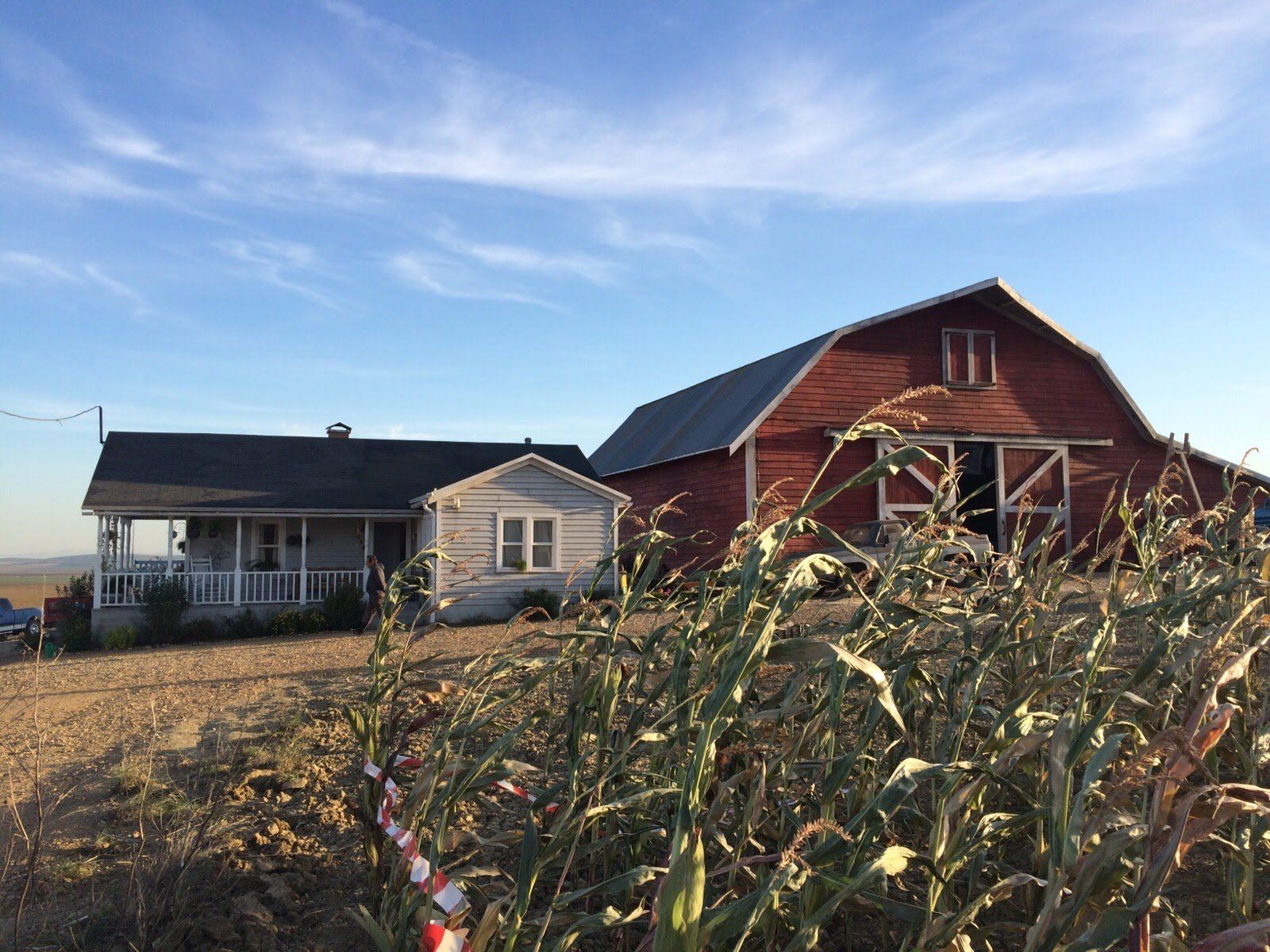 Una casa y un granero están uno al lado del otro en un campo de maíz.