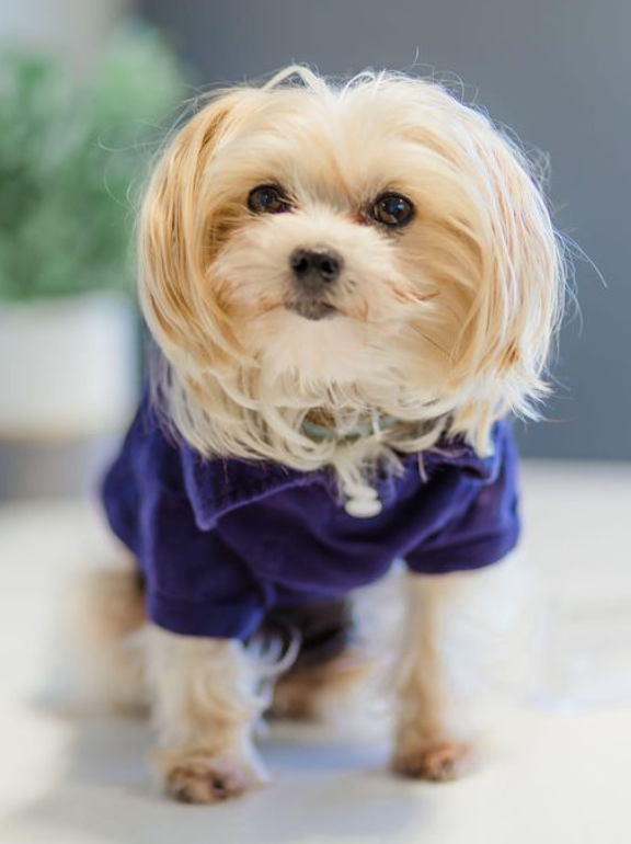 Small, light-colored dog wearing a blue shirt, looking at the camera.