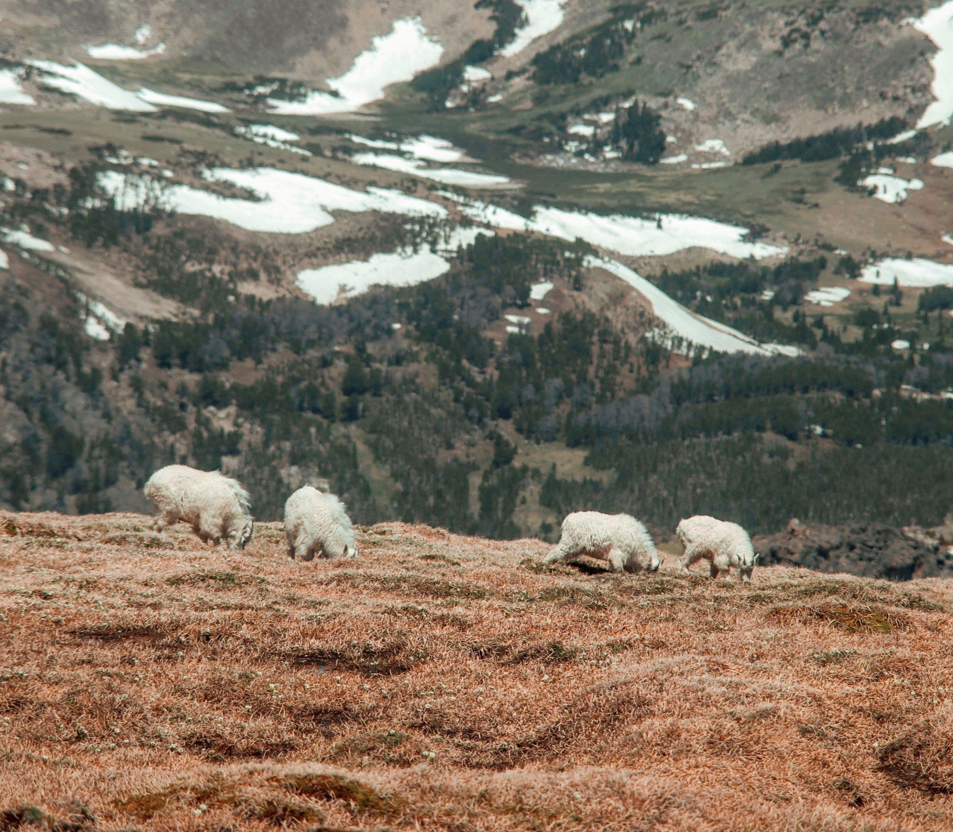 Tours of Yellowstone