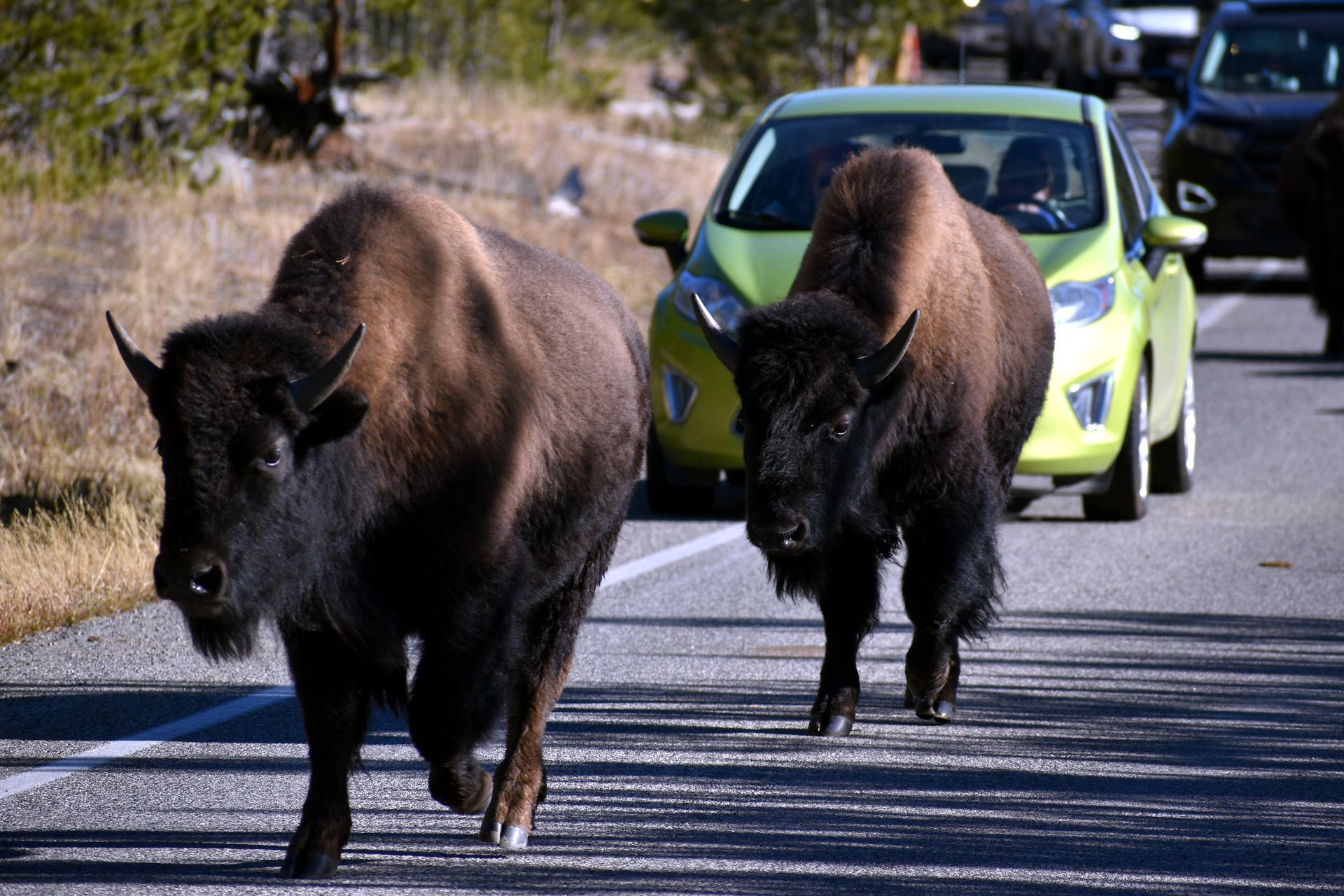 Two bison are crossing the road in front of a green car.