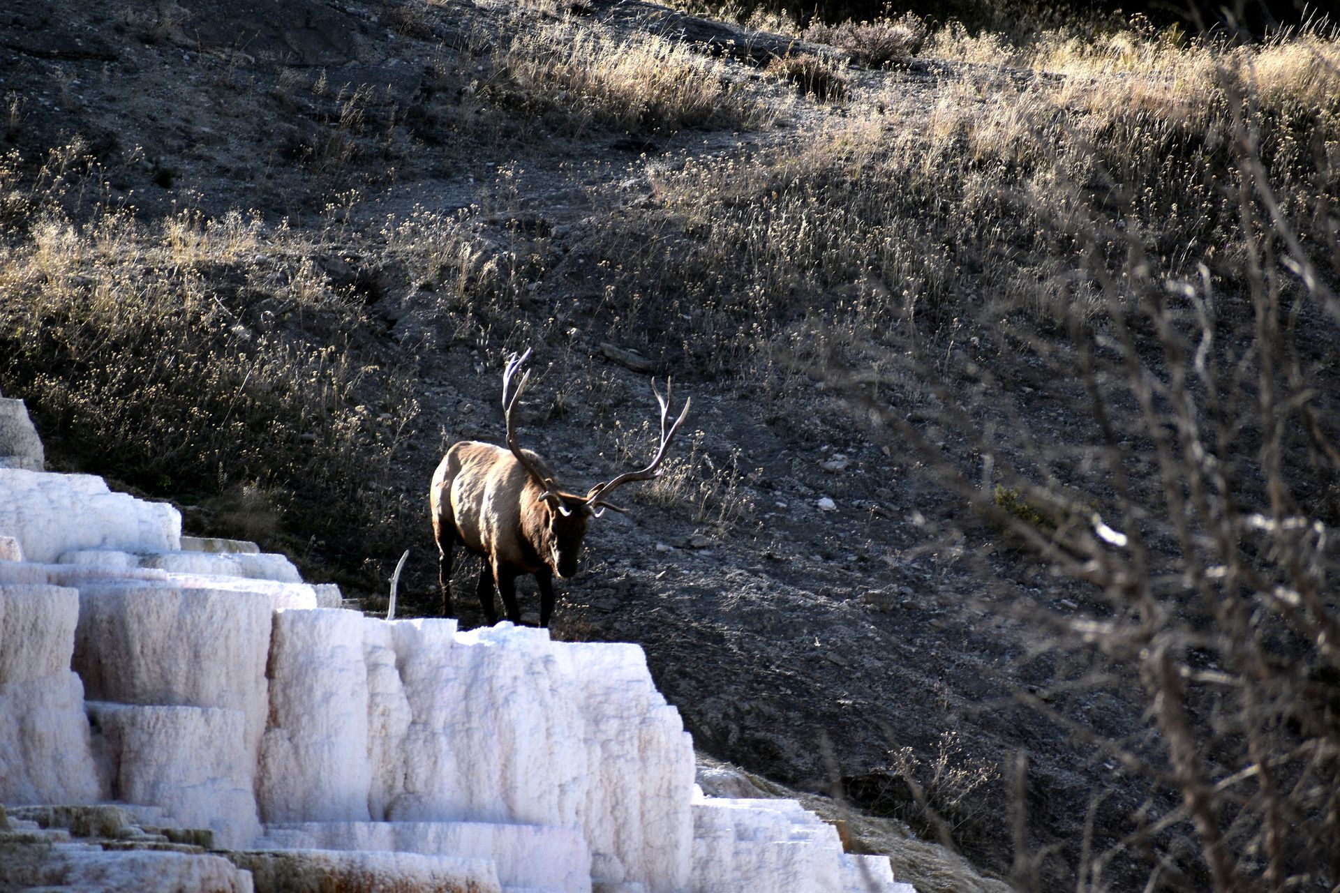 Elk at mammoth Hot Spring