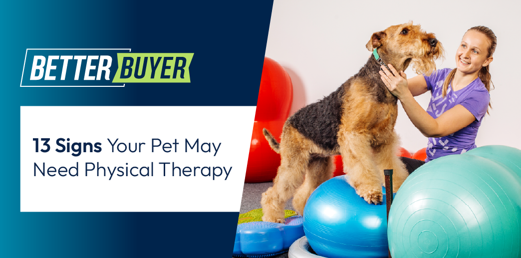 13 Signs Your Pet May Need Physical Therapy