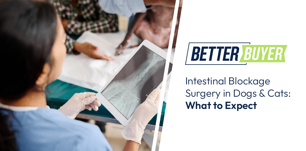 A veterinarian in a surgical setting. Text: Intestinal Blockage Surgery in Dogs and Cats: What to Expect. Better Buyer logo.