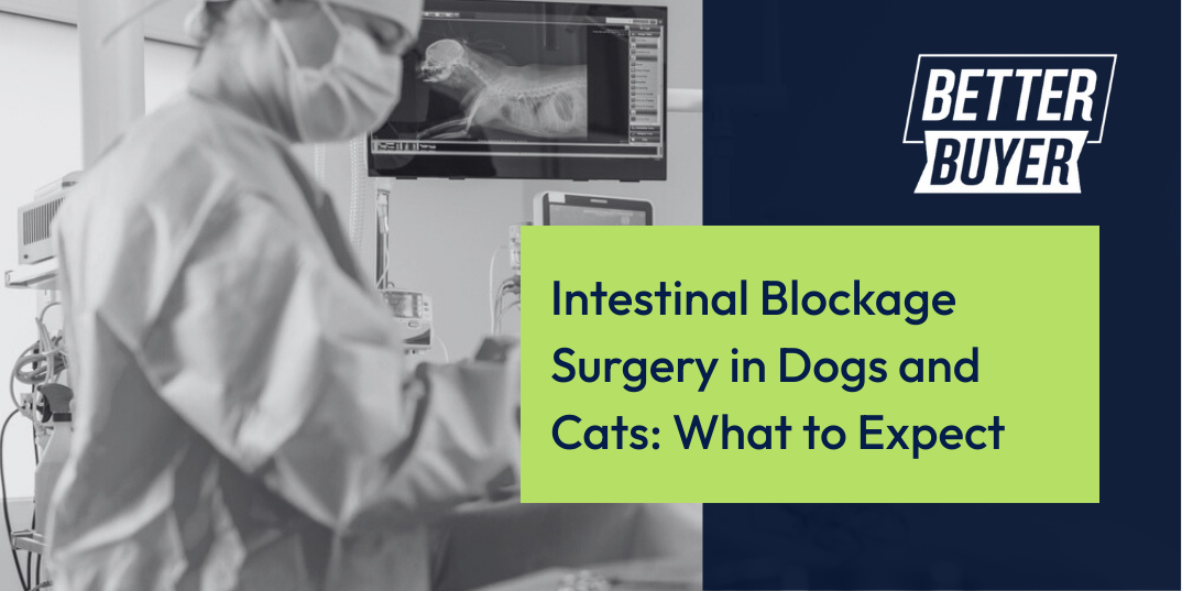 A veterinarian in a surgical setting. Text: Intestinal Blockage Surgery in Dogs and Cats: What to Expect. Better Buyer logo.