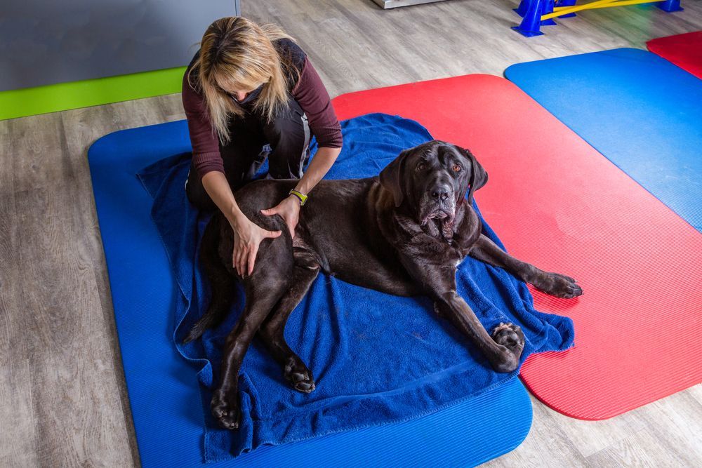 Woman giving a dog a massage on a blue mat. The dog is lying on a blue towel.