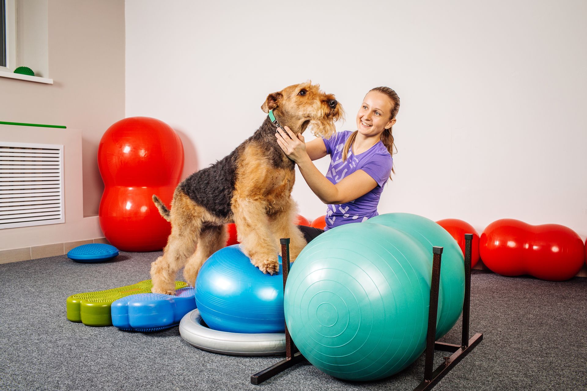 Dog stands on exercise equipment, interacting with a person in a gym.
