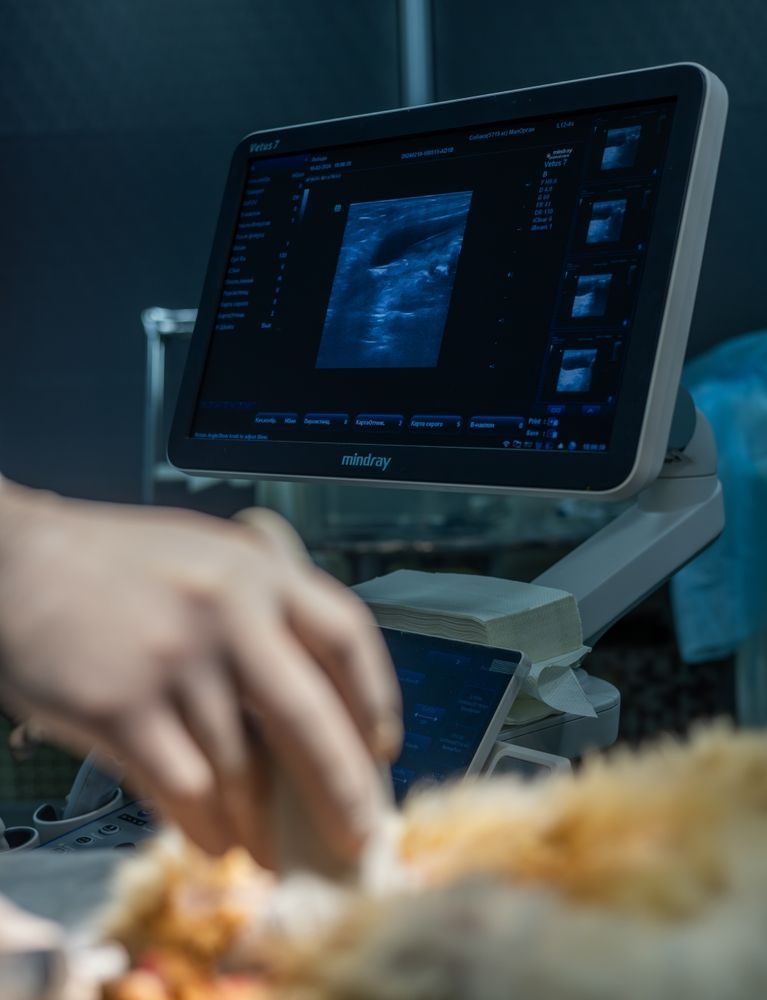 Ultrasound machine displaying scan, with blurred hand of a veterinarian and patient in frame.