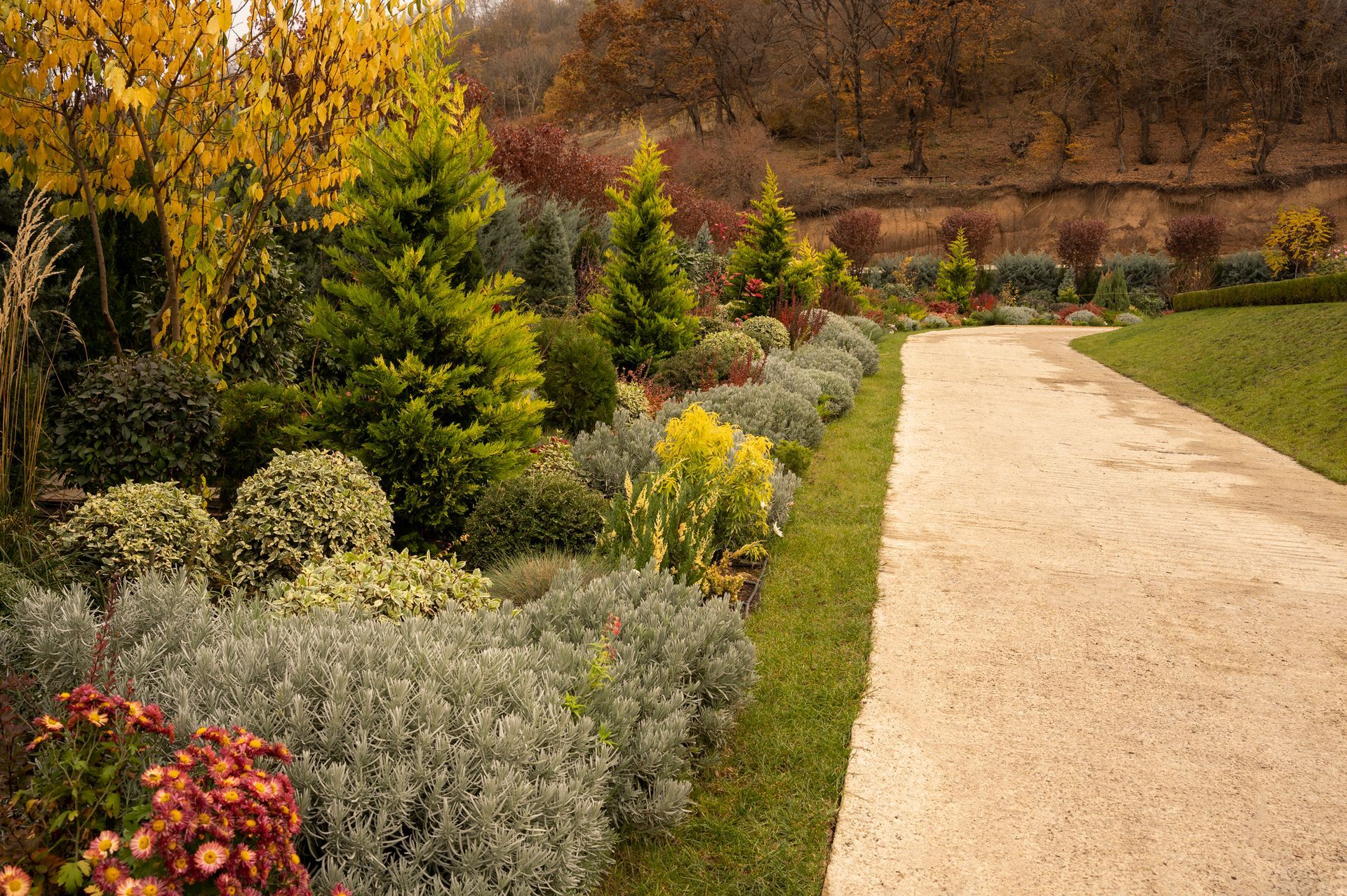 Path through a garden with diverse plants in autumn colors; brown path, green and gold foliage.