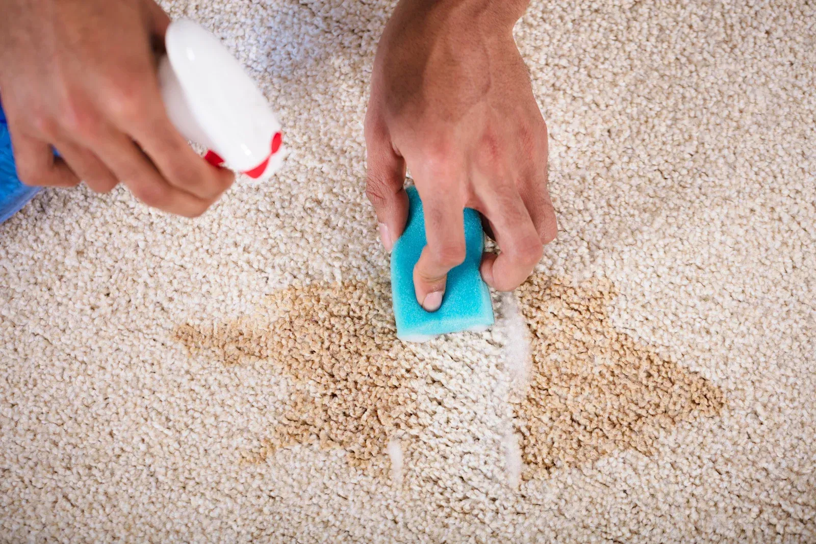 A person is cleaning a carpet with a sponge and spray.