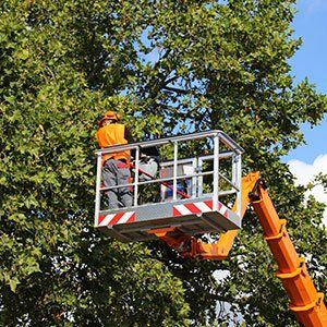 Tree Cutting — Hudson, NC — Stitt’s Tree Maintenance