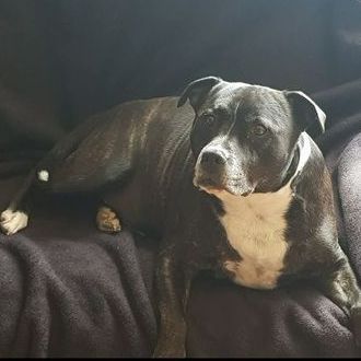 Black and white Staffordshire Terrier dog lying on a dark purple blanket.