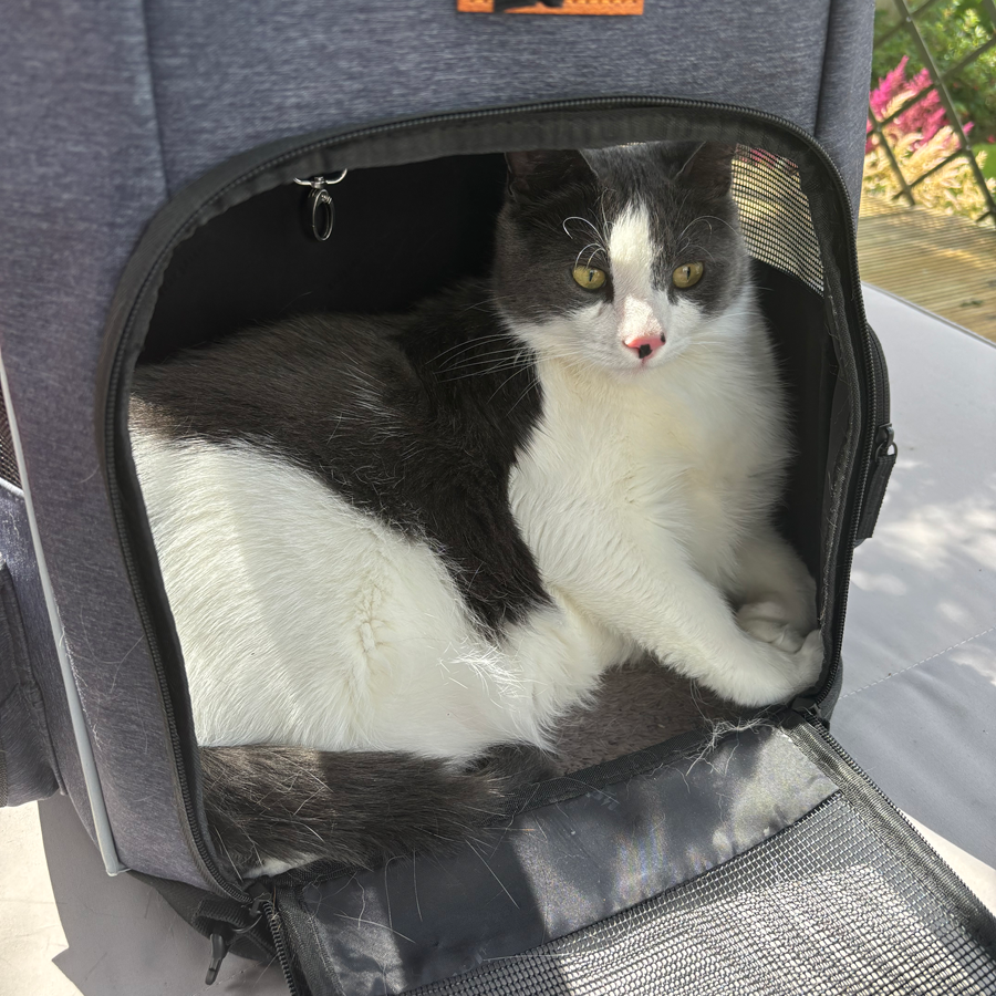 Gray and white cat relaxing inside a gray pet carrier with mesh window, outdoors.
