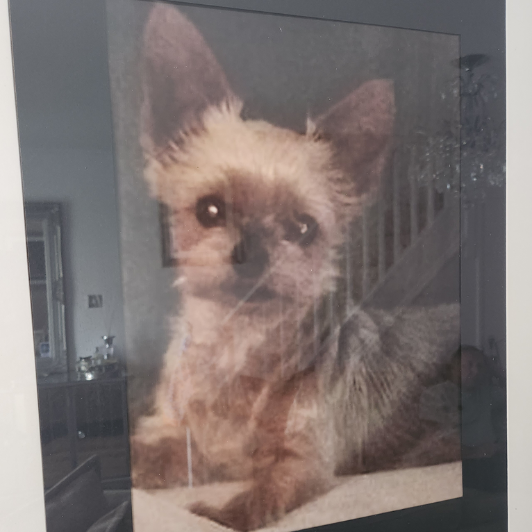 Yorkshire Terrier dog sitting, facing forward, with dark eyes and fur.