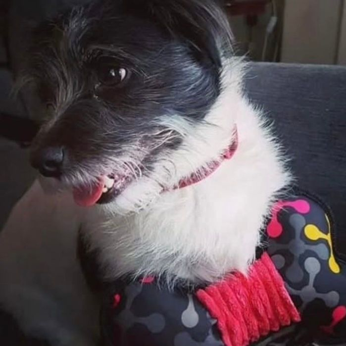 Dog with black and white fur, red collar, and toy, looking to the side.
