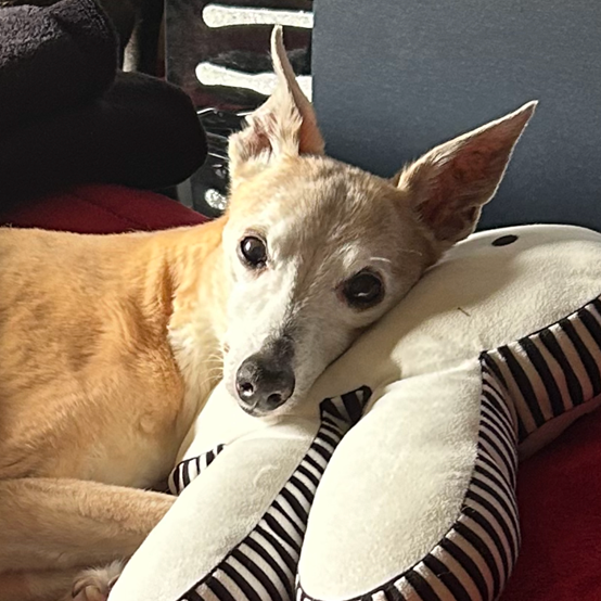 Tan and white dog resting on a black and white striped pillow, with a relaxed expression.