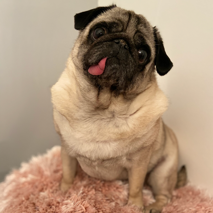 Beige pug with tongue sticking out, seated on a pink fluffy surface.
