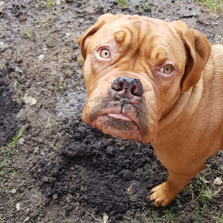 Brown Dogue de Bordeaux dog with concerned expression, standing in a muddy patch.