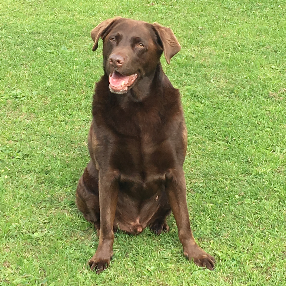 Chocolate Labrador retriever sits on green grass with mouth open.