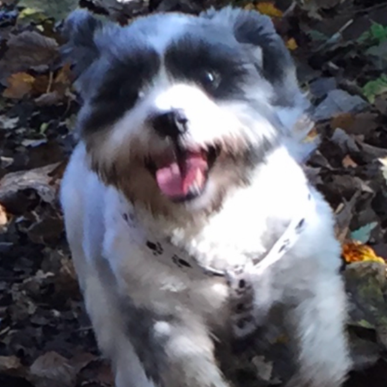 Happy, light-colored dog with dark markings running forward, tongue out, in a leaf-covered setting.