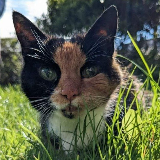 Calico cat with green eyes in grass, looking forward with mouth slightly open.