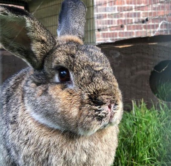 Rabbit cremation sales near me