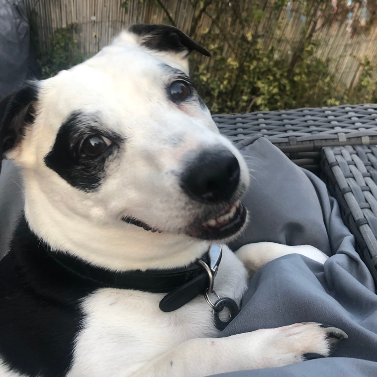 Black and white dog with black eye patches, wearing a collar, lying on gray cushions.