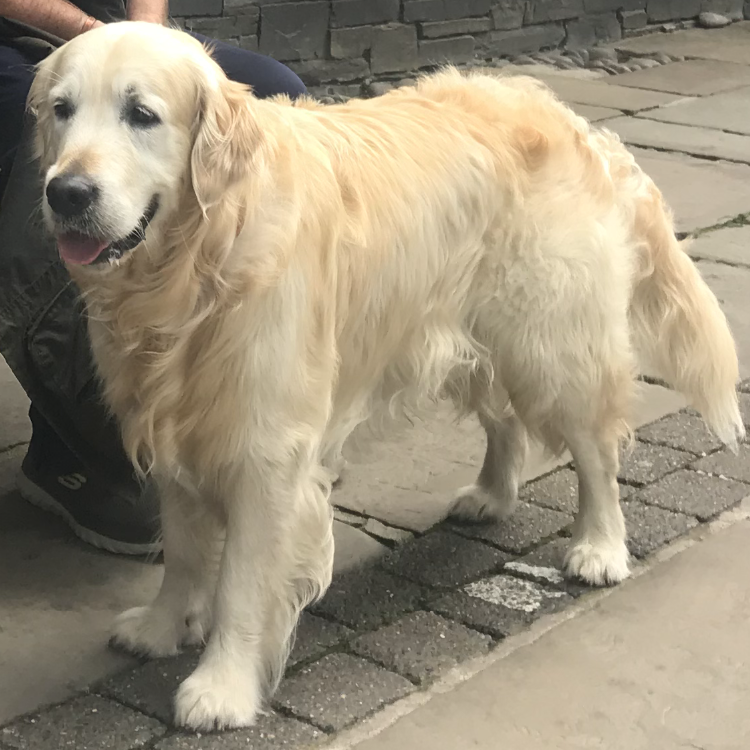 Golden retriever dog, light golden fur, standing on stone pavers, next to a person.