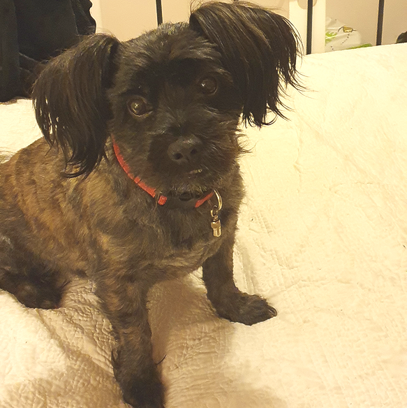 Black and tan brindle dog with floppy ears, wearing a red collar, sitting on a white bed, looking at the camera.