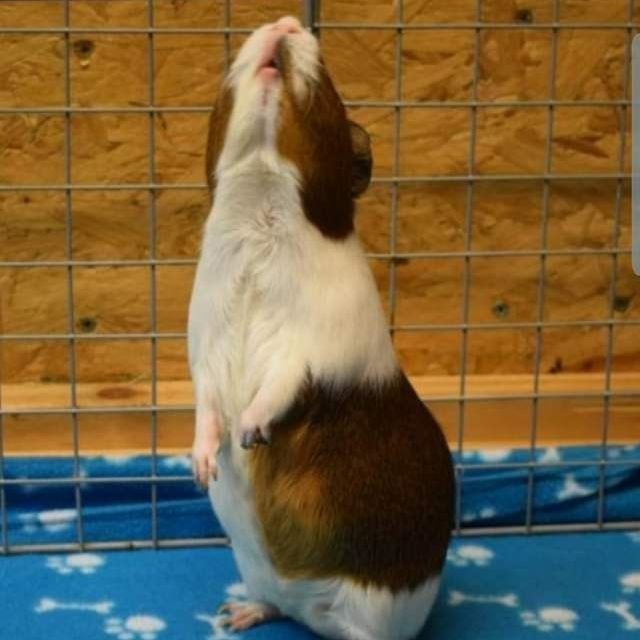 Guinea pig standing up, looking up, brown and white fur, in a cage.