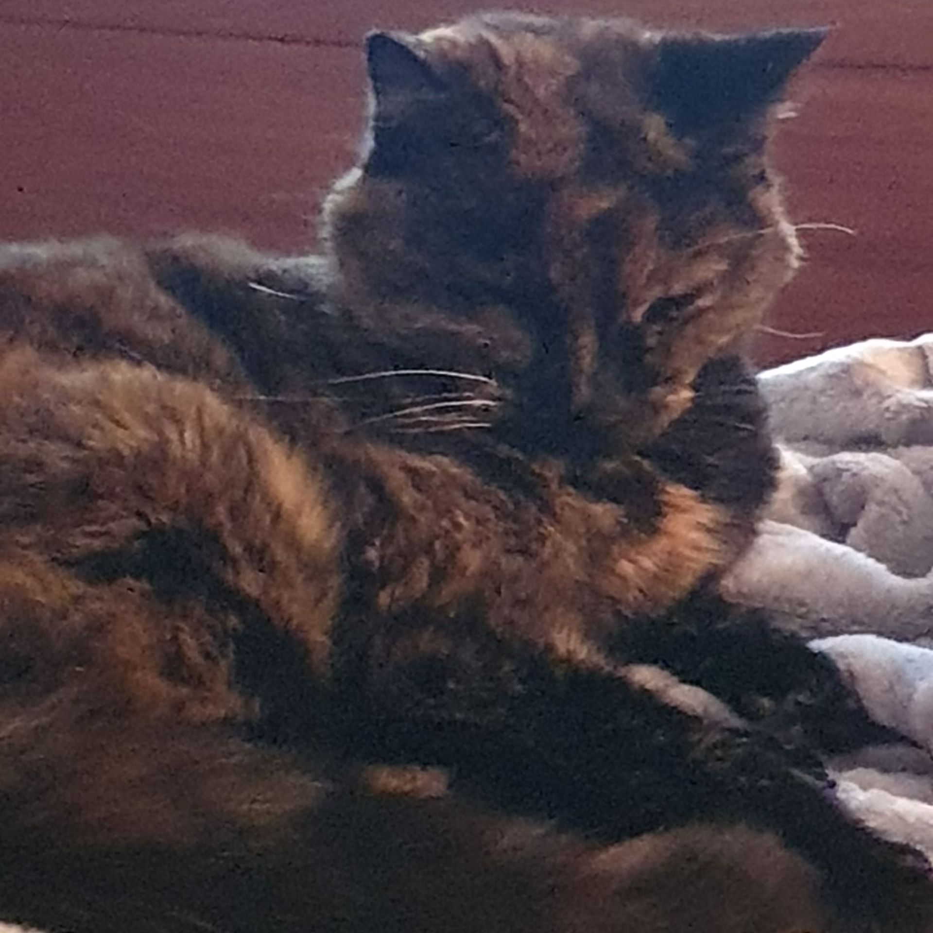 Tortoiseshell cat resting on a soft, light-colored blanket. Cat has closed eyes, fur is a mix of brown and black.