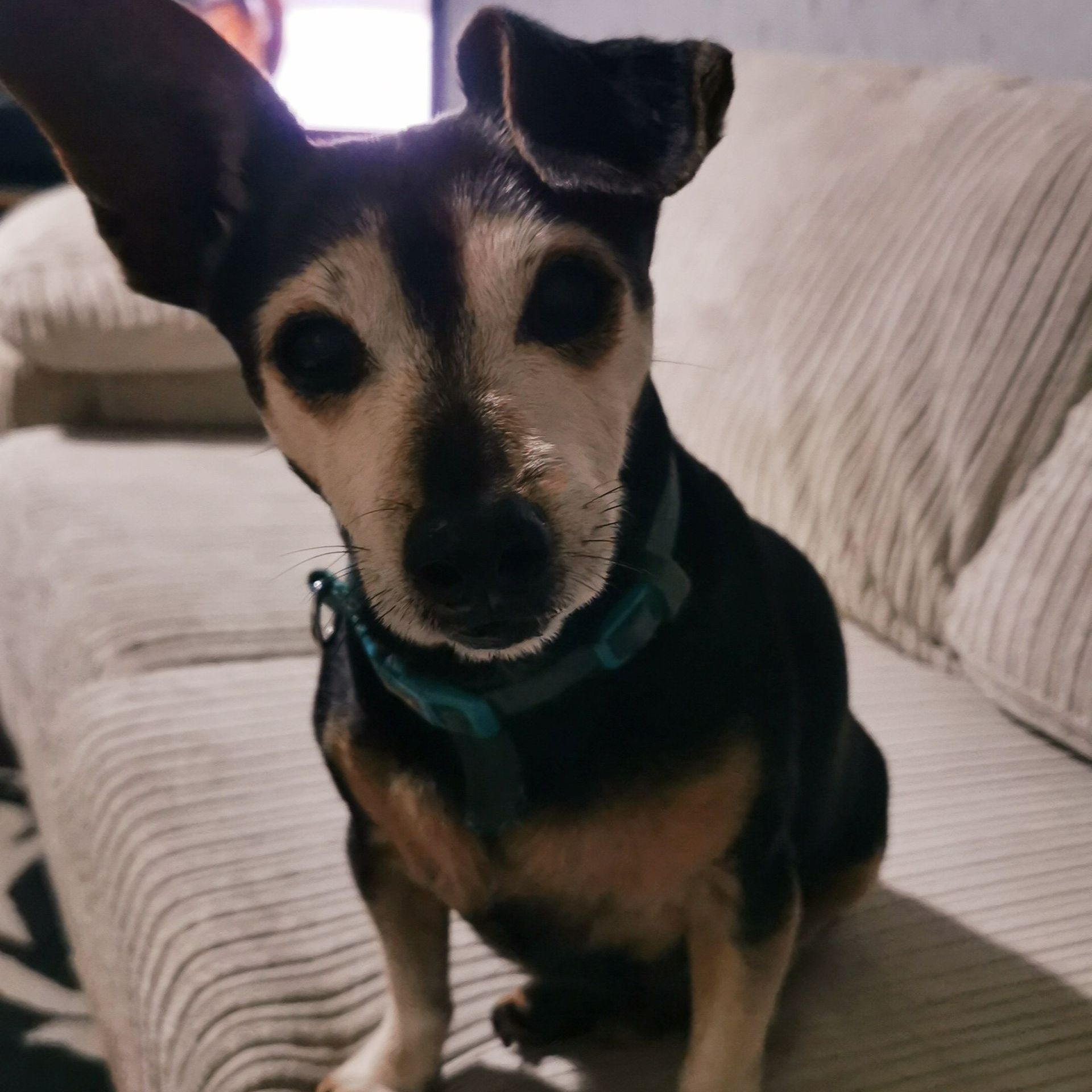 Black and tan dog with white markings sits on a couch, looking at the camera.