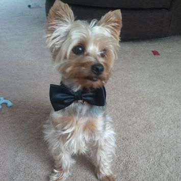 Yorkshire Terrier dog wearing a black bow tie sitting on a carpet.