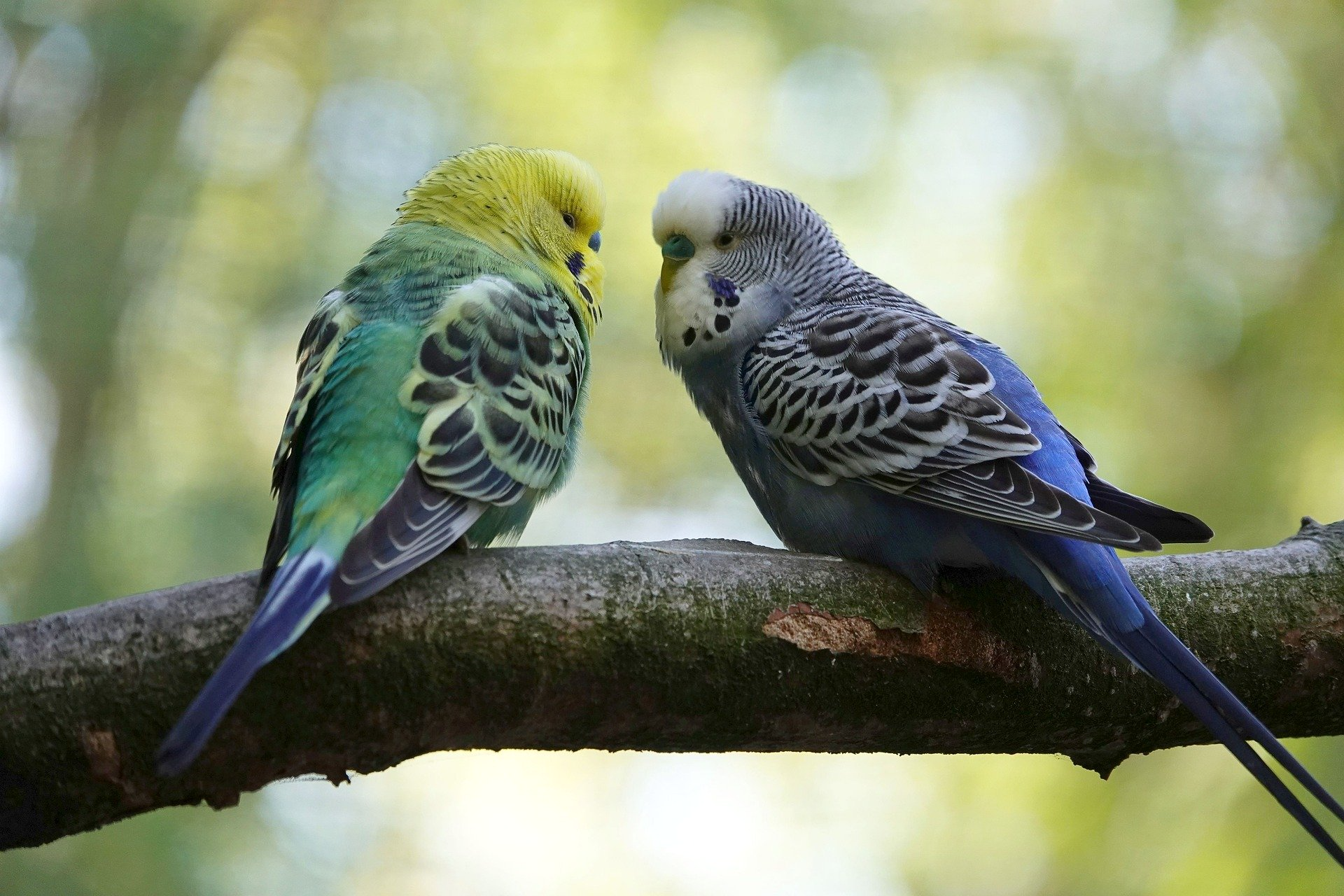 Two budgerigars perched on a branch, facing each other. One is green and yellow, the other is blue and white.