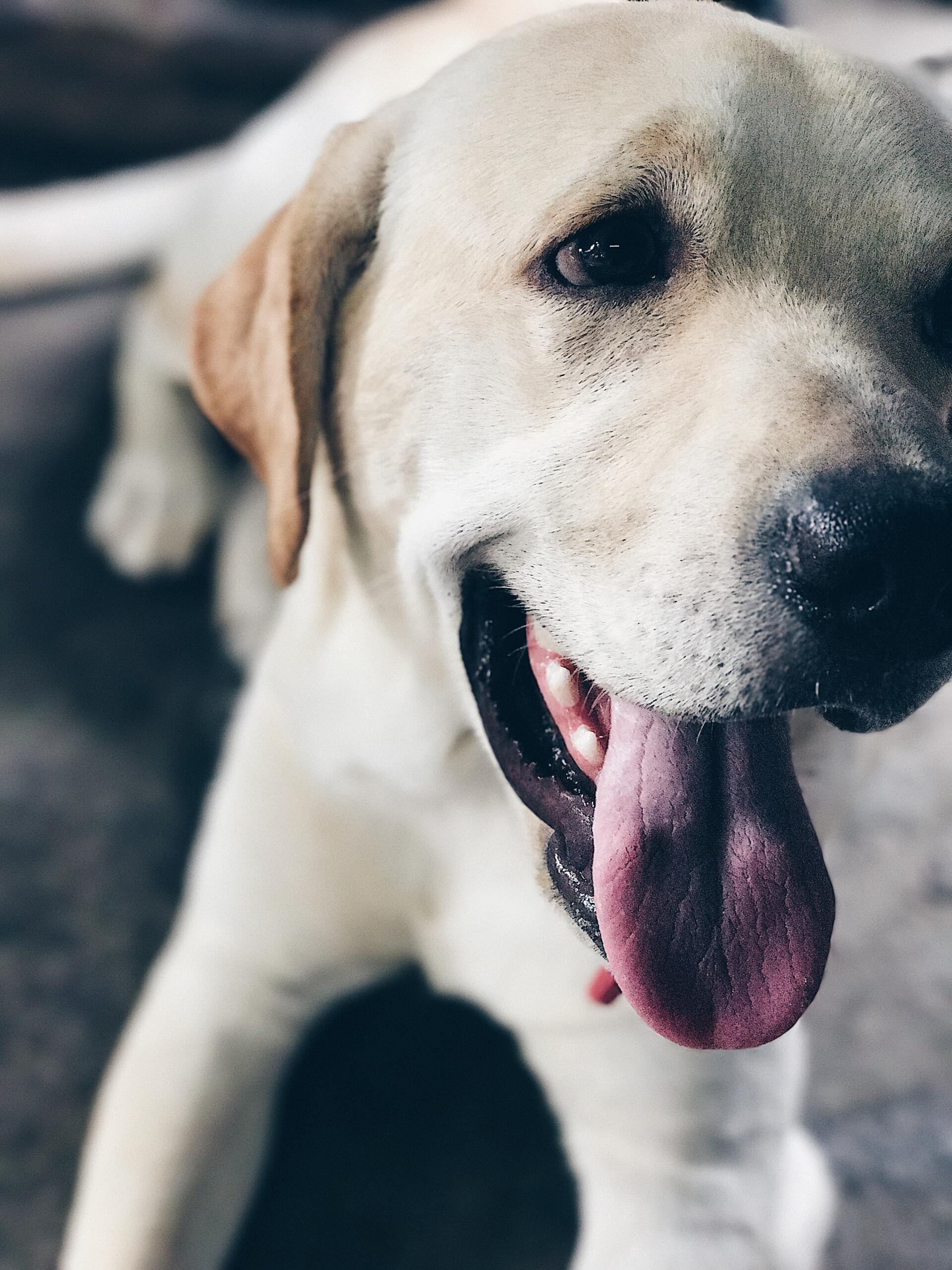 Yellow Labrador dog with mouth open, tongue out, and eyes looking at the viewer.