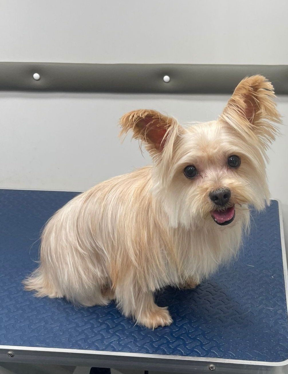 Mobile Pet Dog Grooming North Miami Paws & Bath