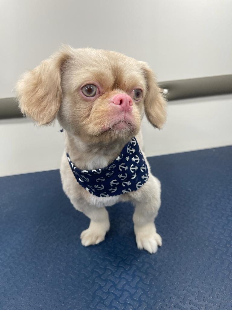 Mobile Pet Dog Grooming North Miami Paws & Bath