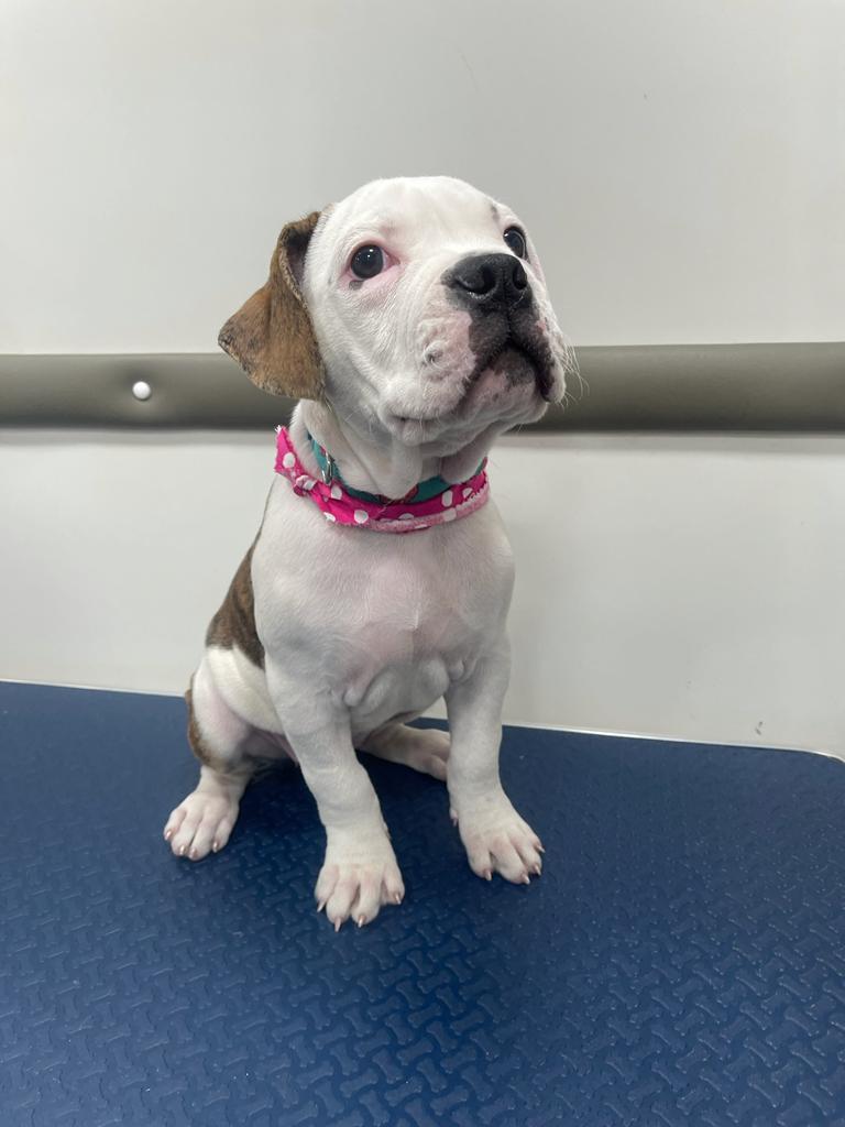 Mobile Pet Dog Grooming North Miami Paws & Bath