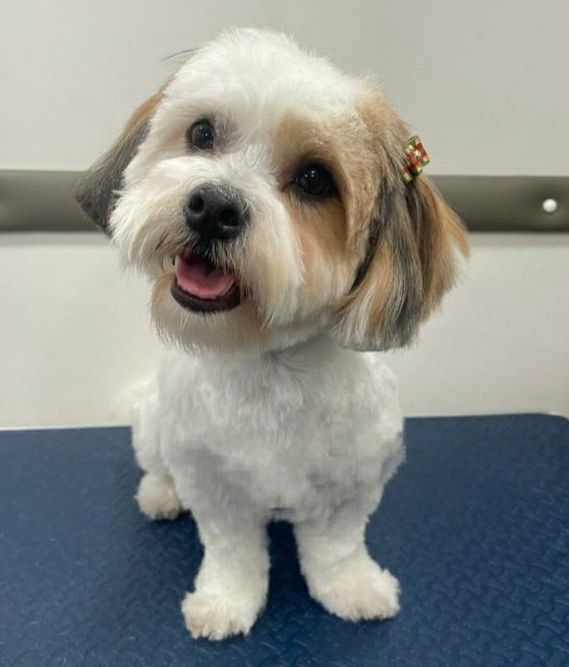 Mobile Pet Dog Grooming North Miami Paws & Bath