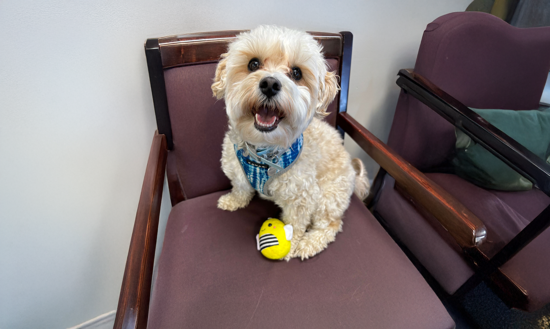Watson is sitting on a chair with a toy in its mouth.