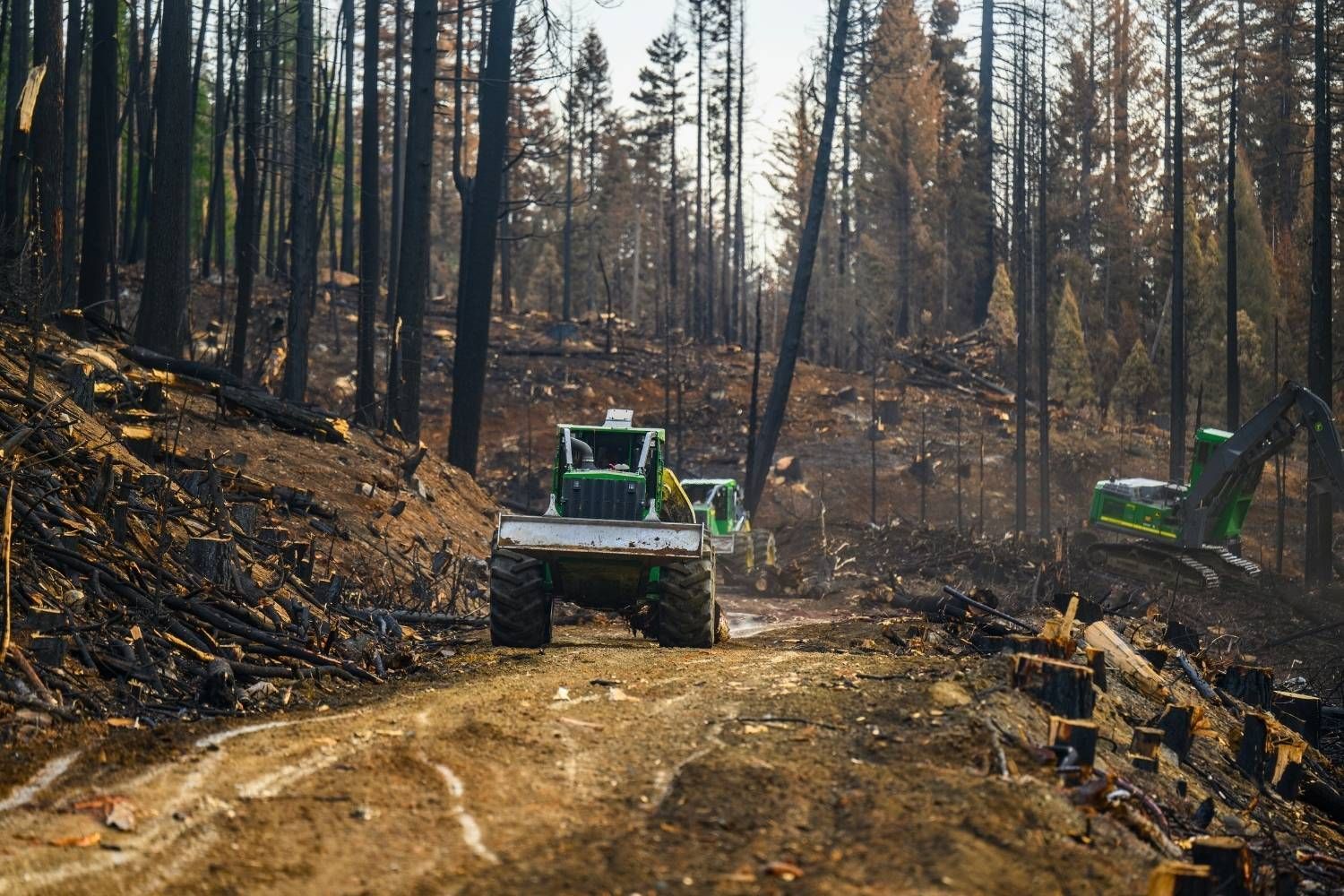 Logging & Timber Services | Peterson Timber Northern California