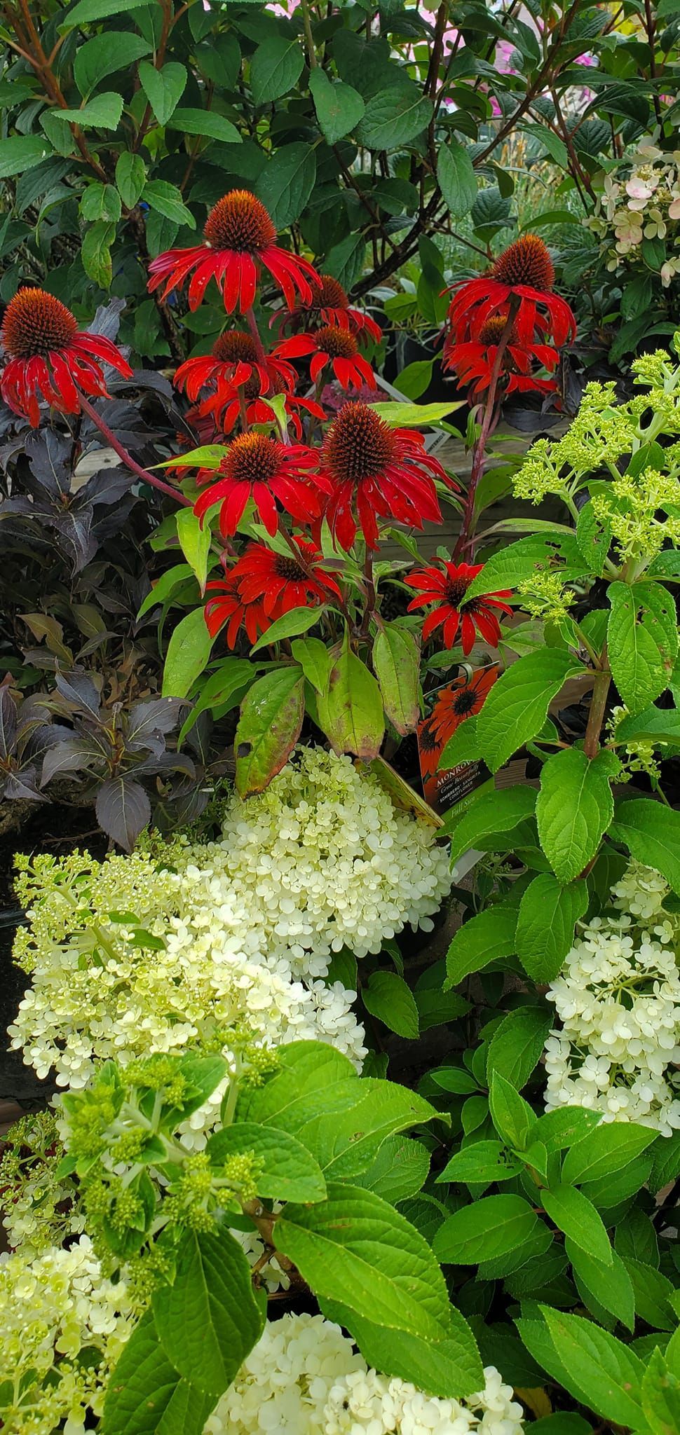 There are many different types of flowers in this garden.