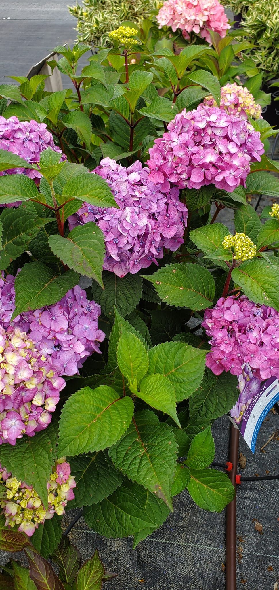 A bunch of purple flowers are growing on a plant with green leaves.