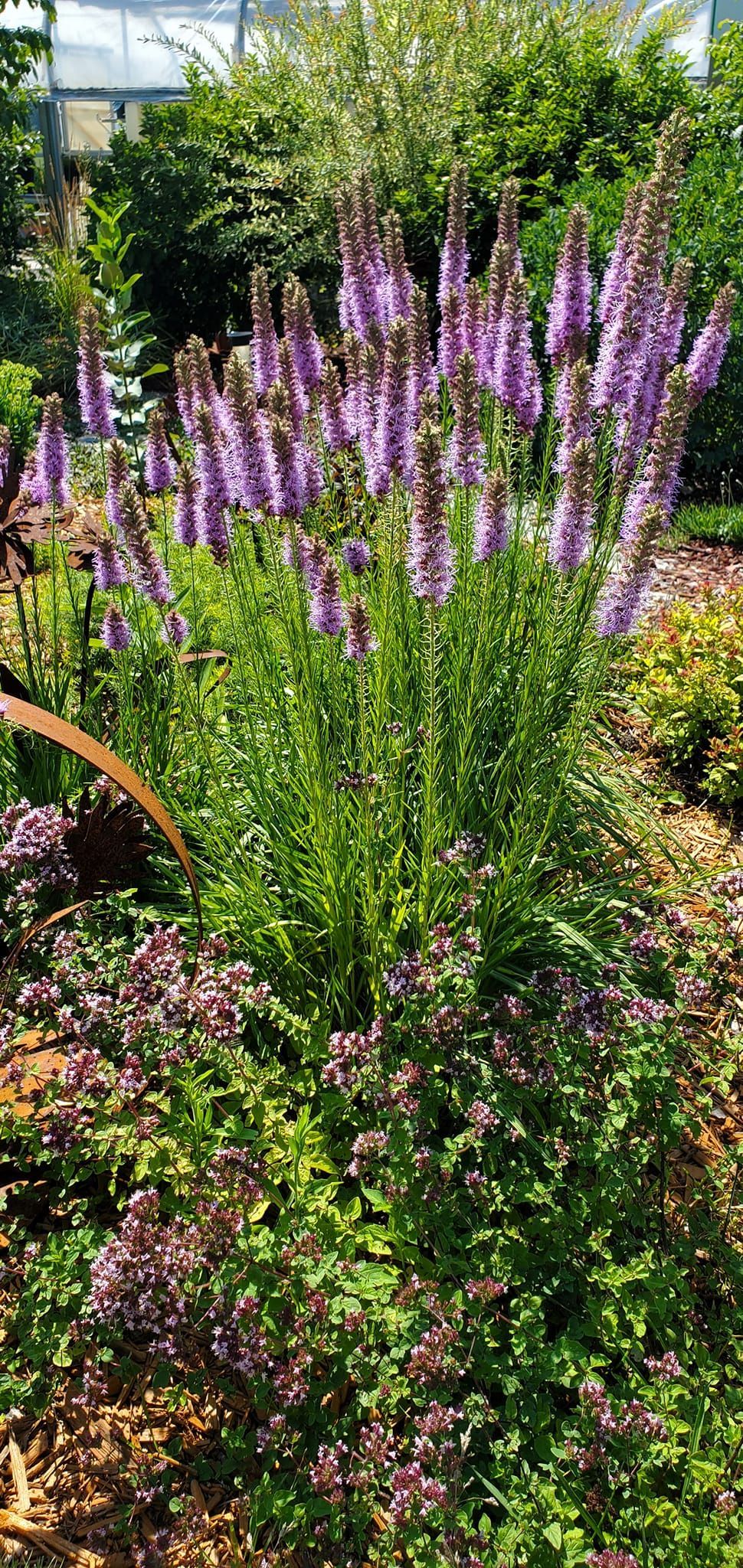 A garden filled with lots of purple flowers and green plants.